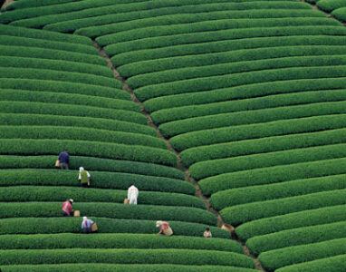The Many Benefits of Drinking Green Tea Image